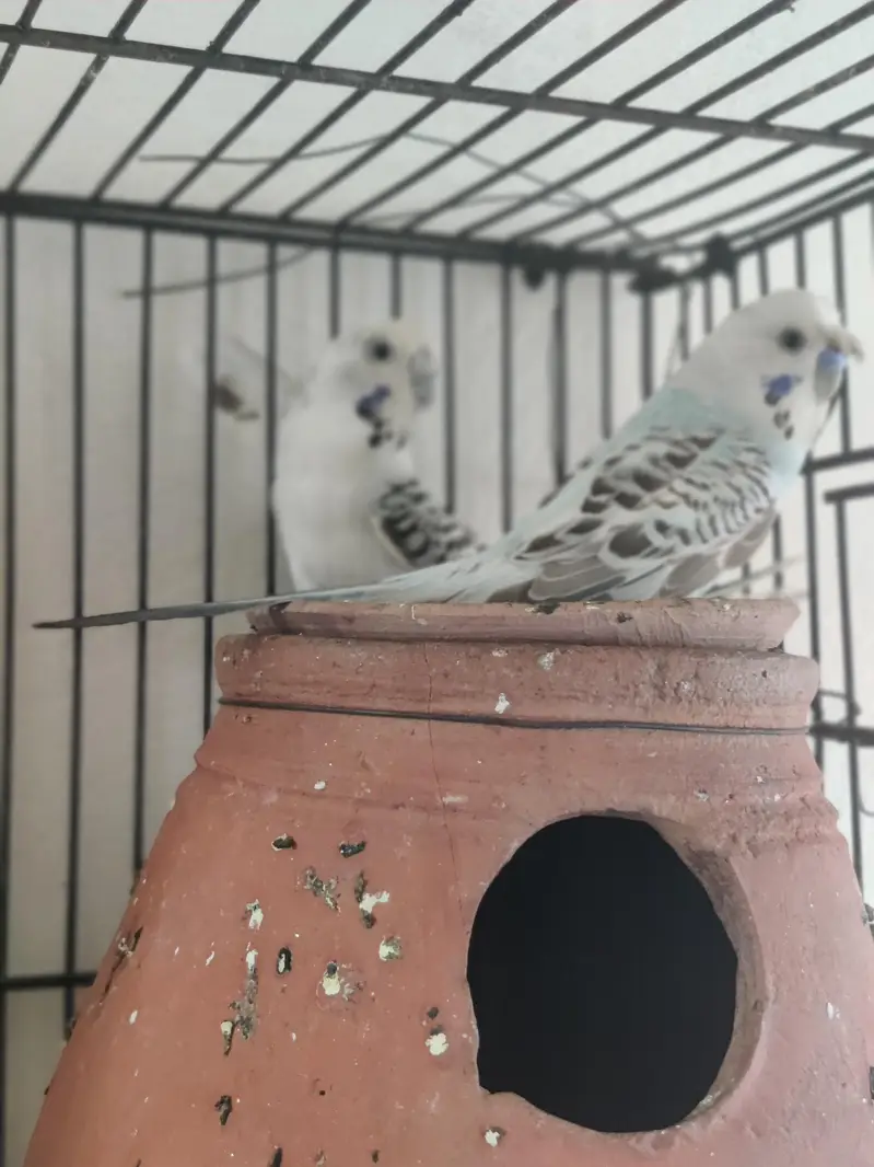 King size TCB breeder pair — photo 11