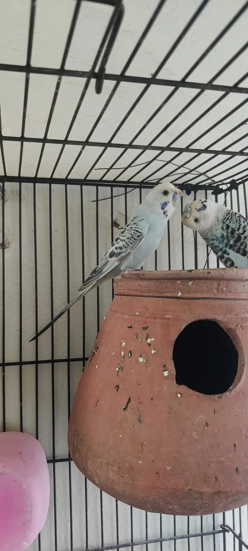 King size TCB breeder pair — photo 12