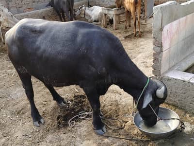 2 male bufallow for sale