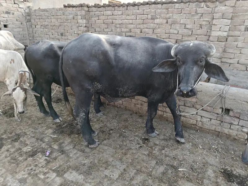 2 male bufallow for sale — photo 2