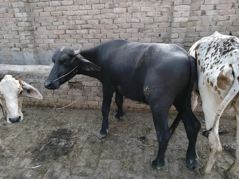 2 male bufallow for sale — photo 3