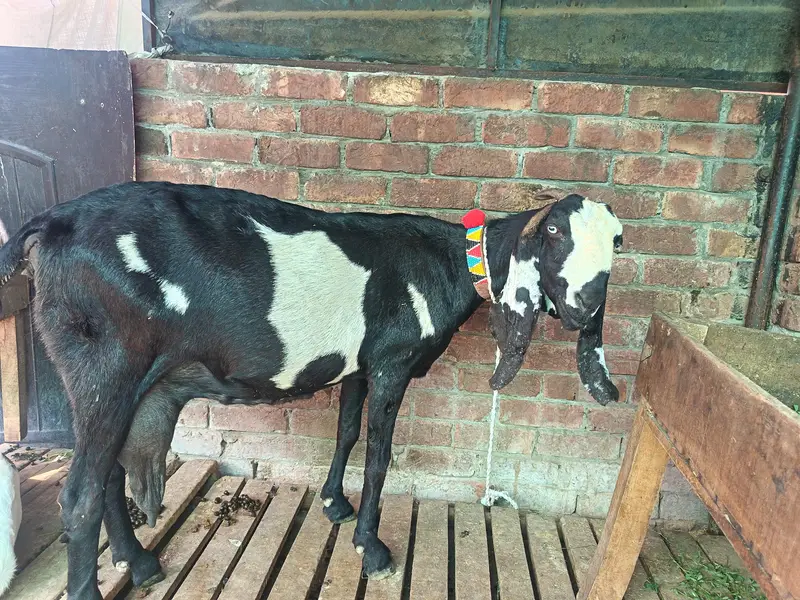 beetal gaban bakri — photo 2