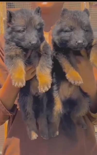 German Shepherd long coat puppies for sale