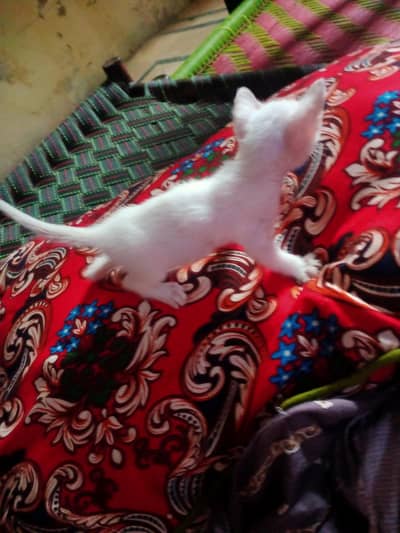 Persian cat for sale only 3 hazar 0 3 0 0 09 30 103