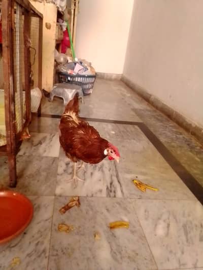 Golden Misri Desi Hen | Egg Laying Hen