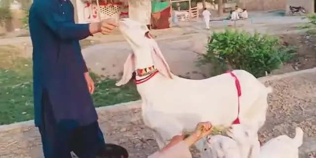 desi Bakri for sale 3 bacchon ke sath 40000