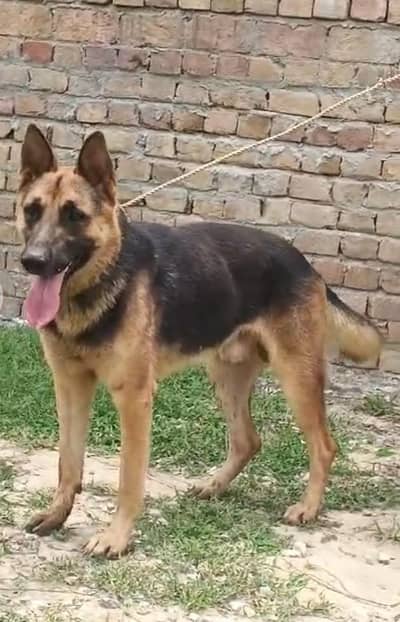 alshishian bhgiyara male dog for sale