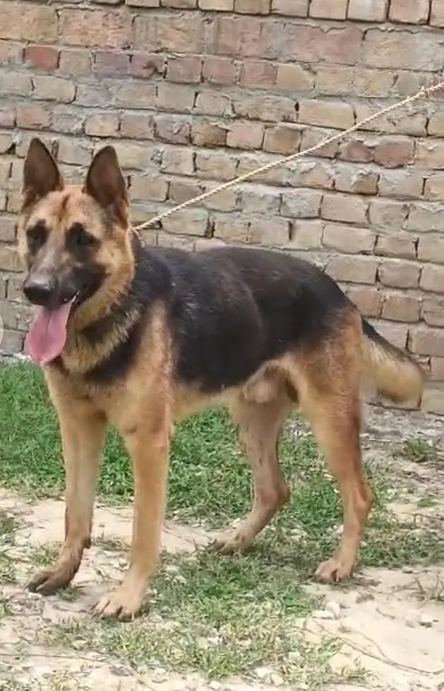 alshishian bhgiyara male dog for sale