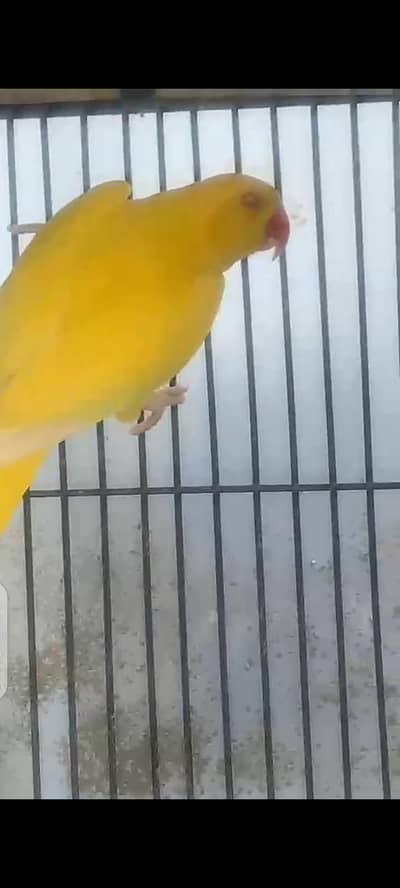 female