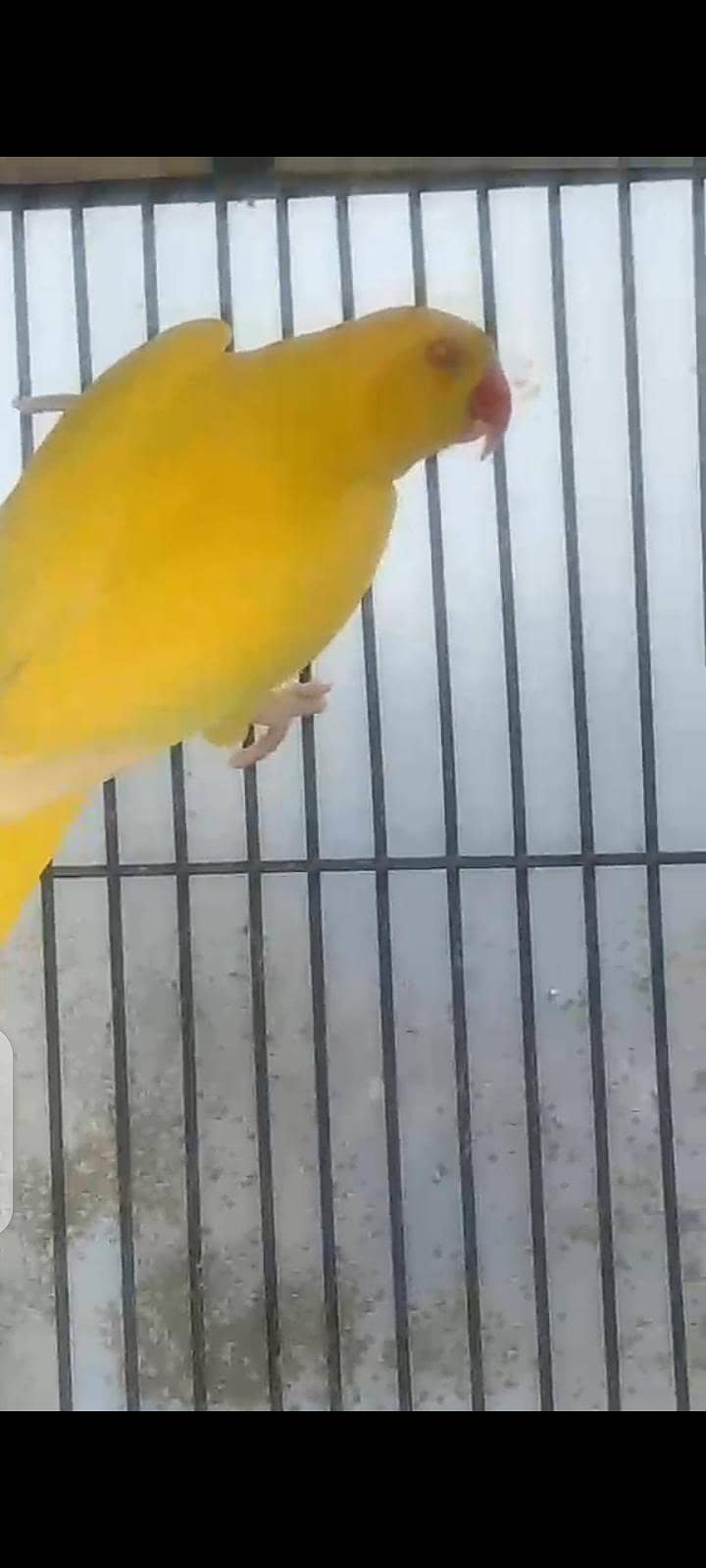 female 0