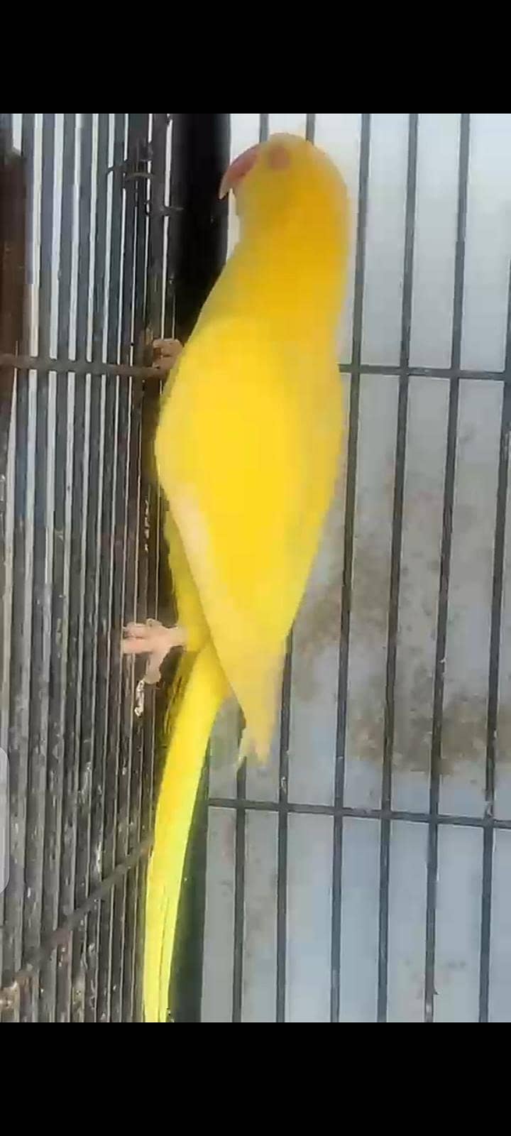 female 1