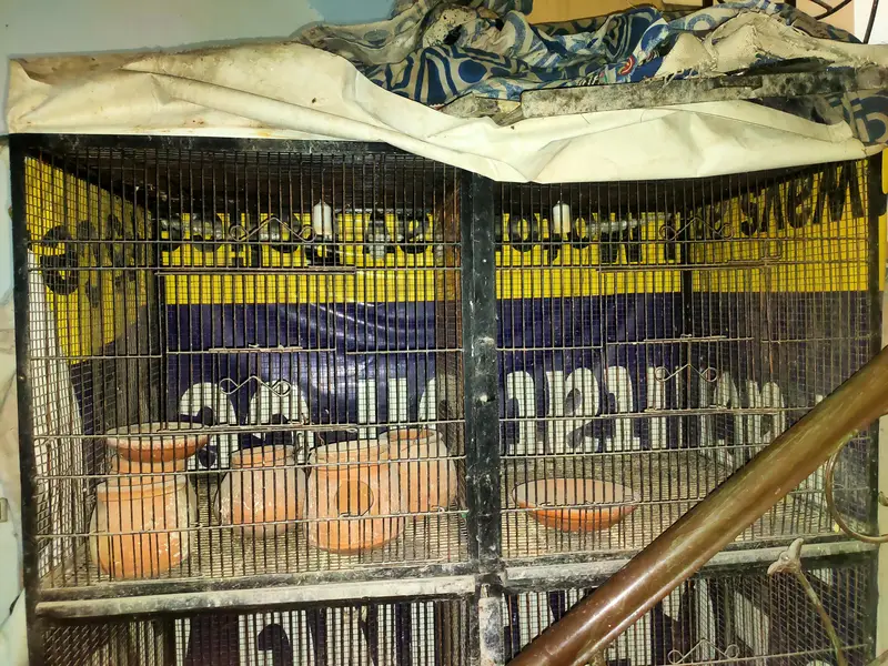Cage for birds — photo 2