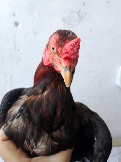 Aseel Mianwali Murga for sale