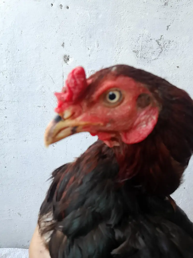 Aseel Mianwali Murga for sale — photo 2