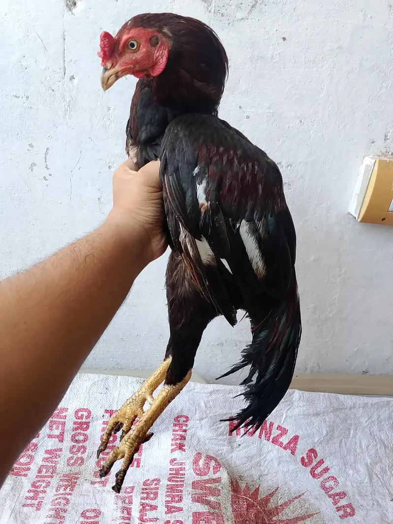 Aseel Mianwali Murga for sale — photo 3