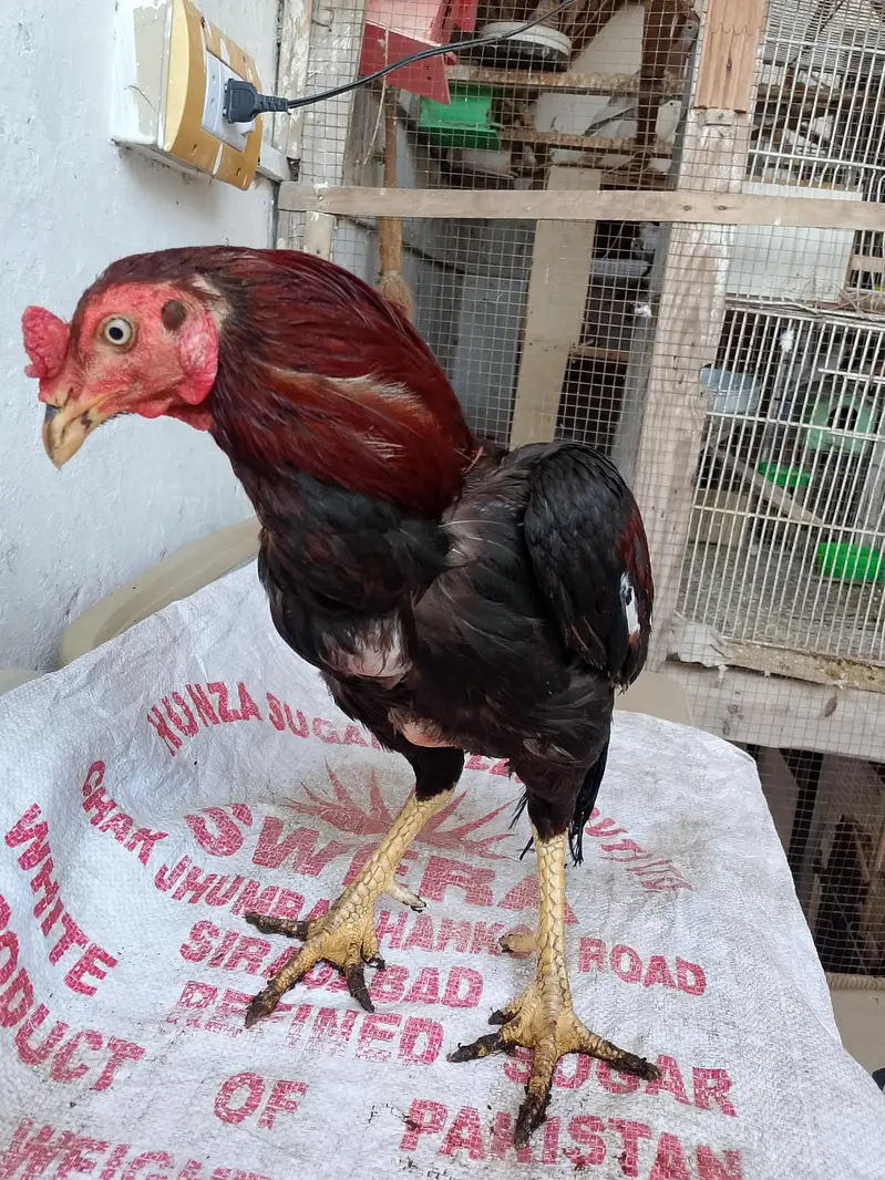 Aseel Mianwali Murga for sale — photo 5