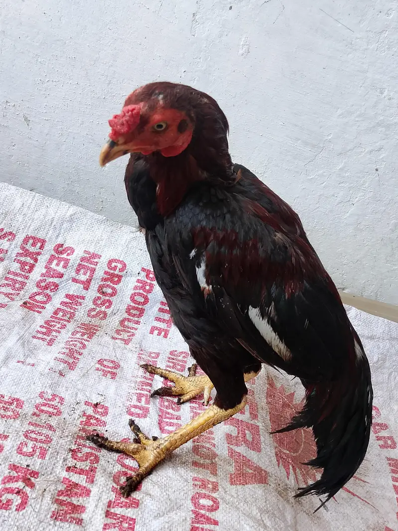 Aseel Mianwali Murga for sale — photo 6