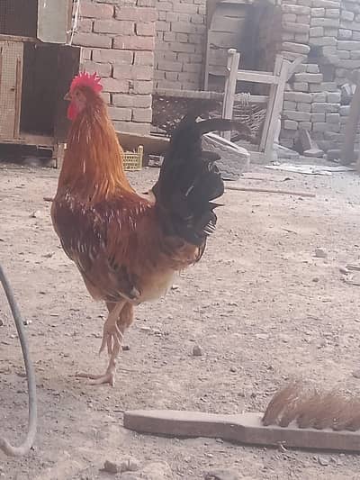 03266447231