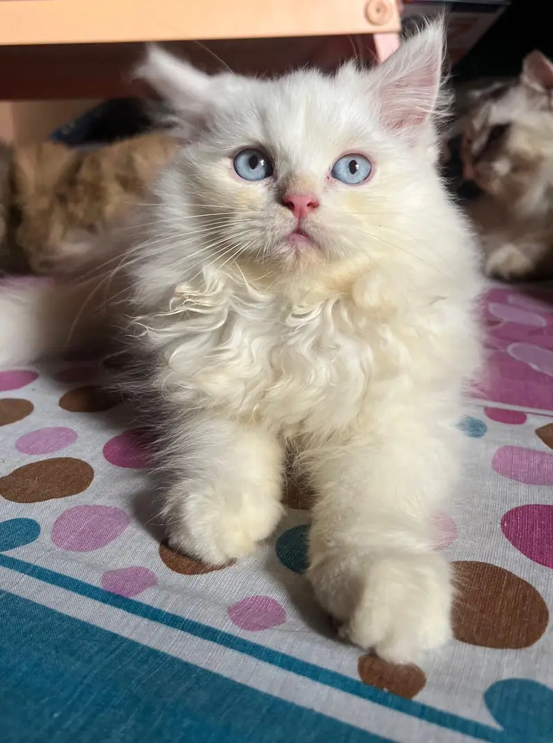 Himalayan female — photo 4