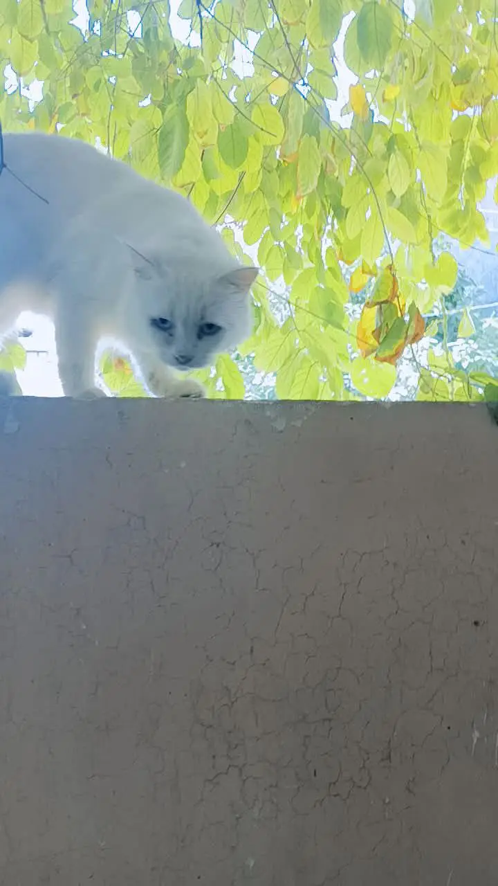 persion cat so beautiful — photo 2
