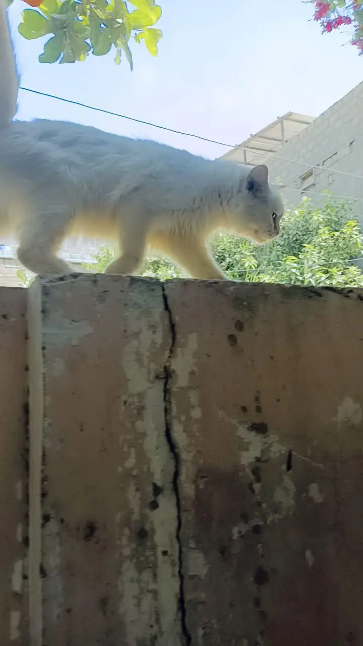 persion cat so beautiful — photo 3