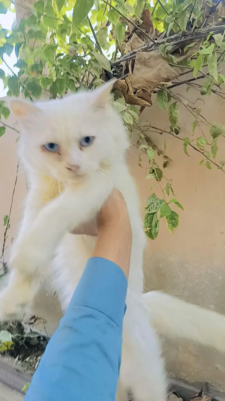 persion cat so beautiful — photo 4