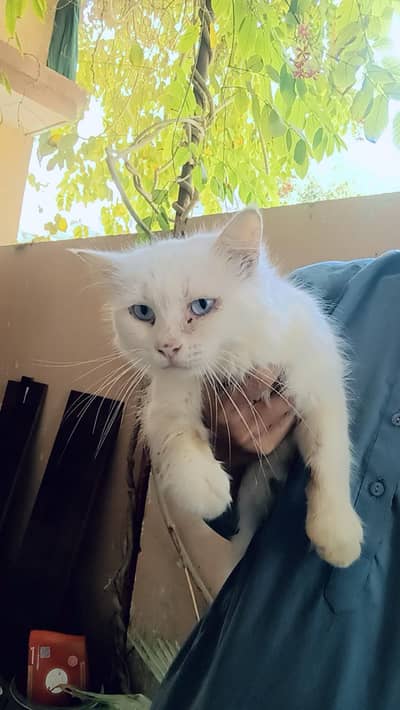 persion cat so beautiful