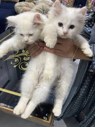 Persion Cat baby pair for sale