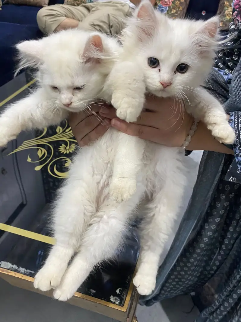 Persion Cat baby pair for sale