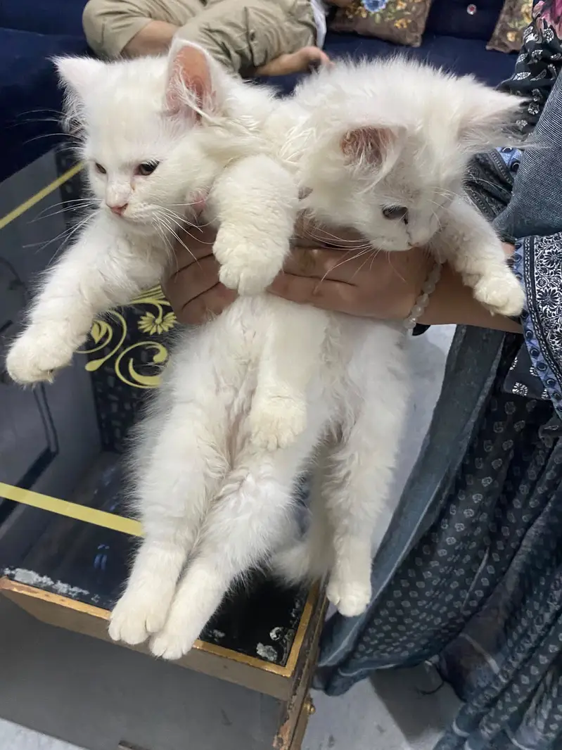 Persion Cat baby pair for sale — photo 2