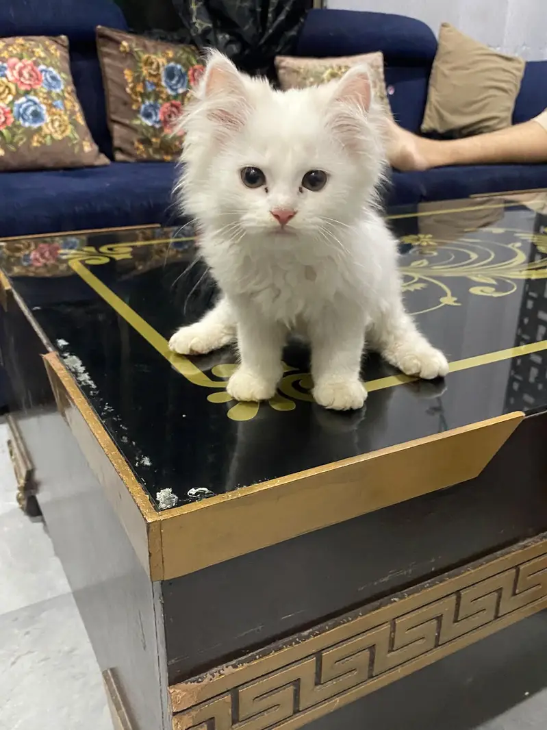 Persion Cat baby pair for sale — photo 3