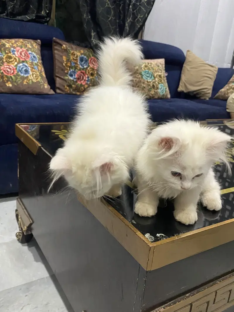 Persion Cat baby pair for sale — photo 4