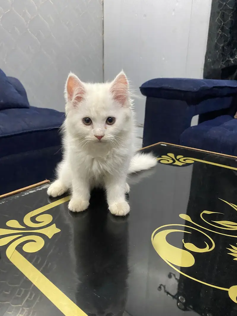 Persion Cat baby pair for sale — photo 5