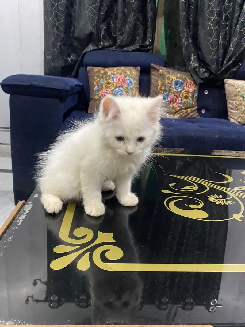 Persion Cat baby pair for sale — photo 6