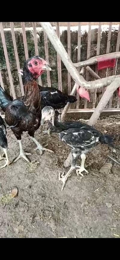 eggs available pure ganoi and shamo