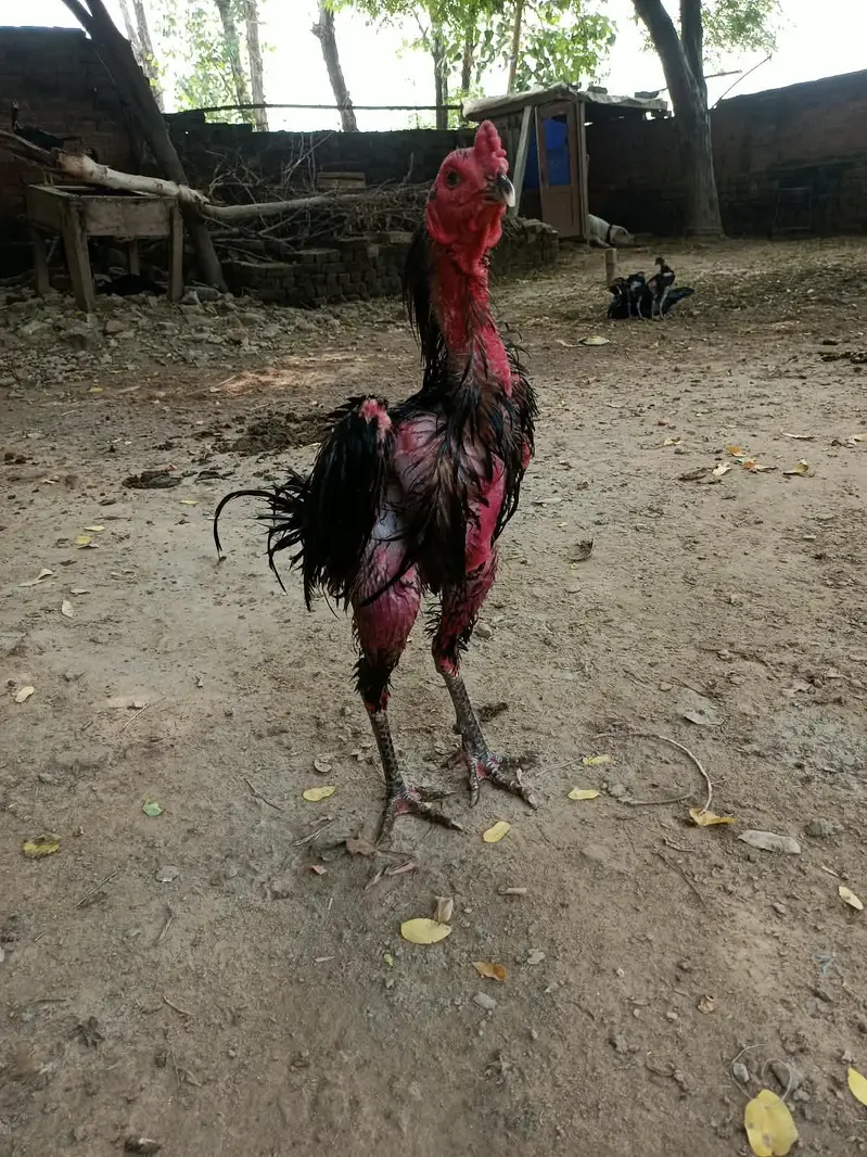 eggs available pure ganoi and shamo — photo 2