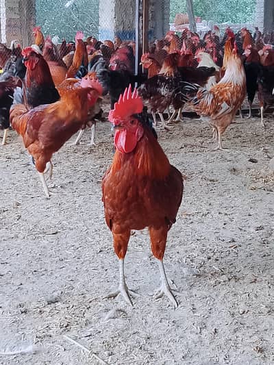 desi murge for sale
