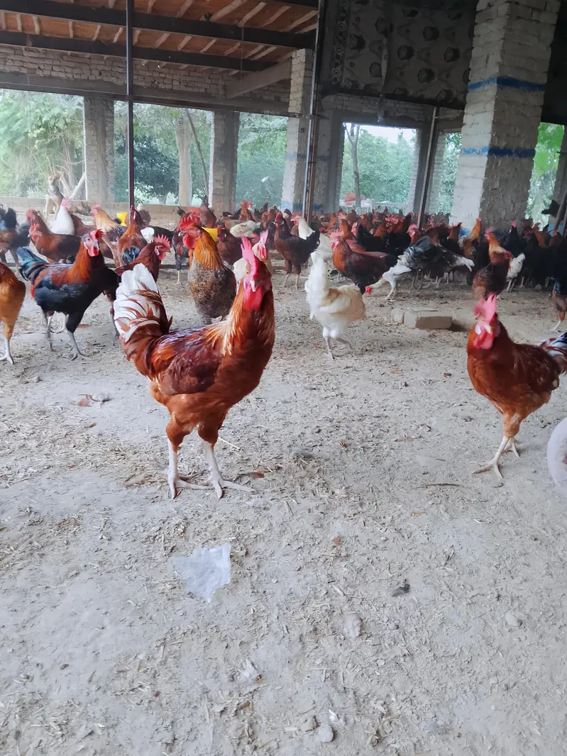 desi murge for sale — photo 2