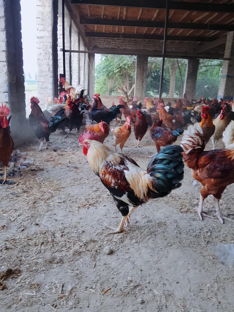 desi murge for sale — photo 3
