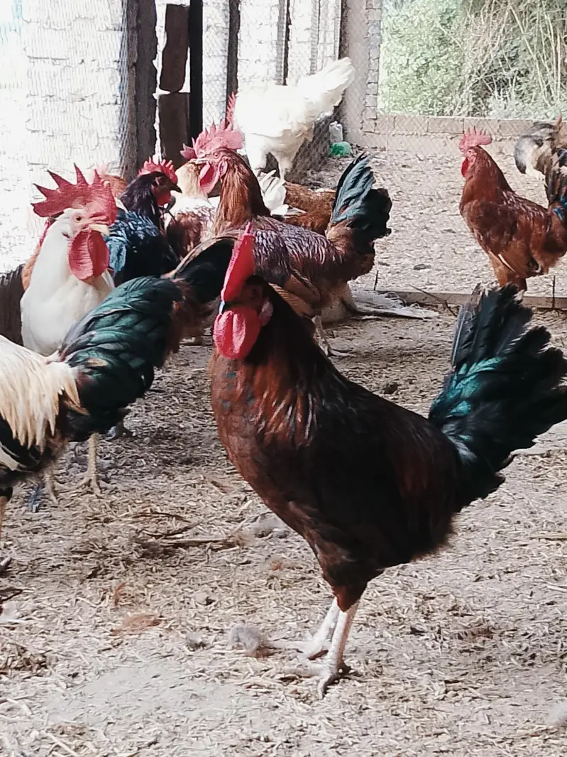 desi murge for sale — photo 4