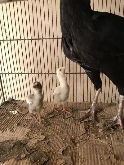 Exchange possible Top quality parrot beak long tail,parrot beek,