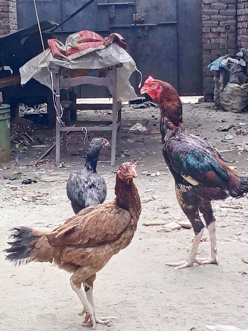 Thai pair 1