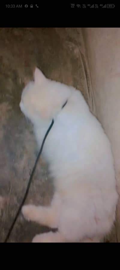 03700324074. bigg male cat  grey  black and white small baby
