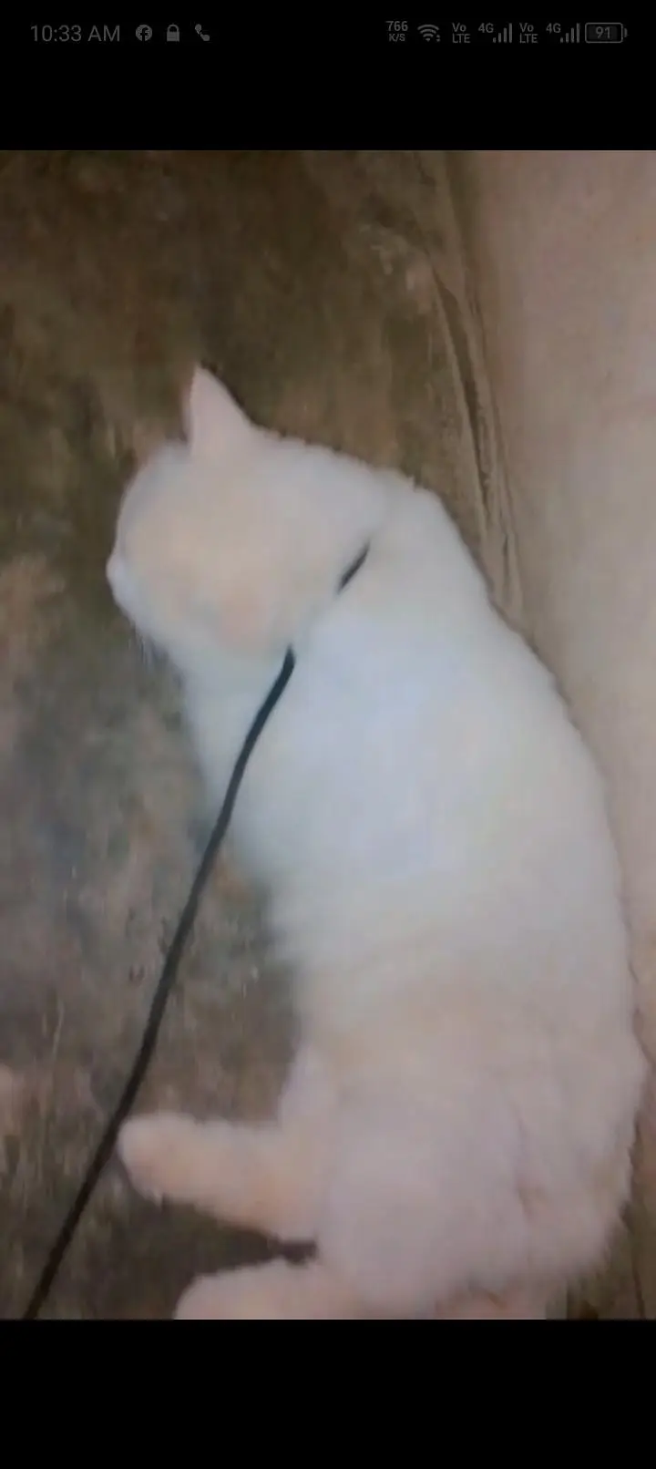 03700324074. bigg male cat  grey  black and white small baby