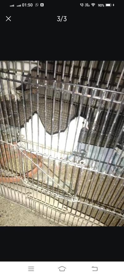 lukka kabotar with cage