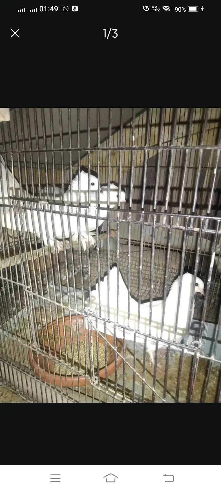 lukka kabotar with cage — photo 2