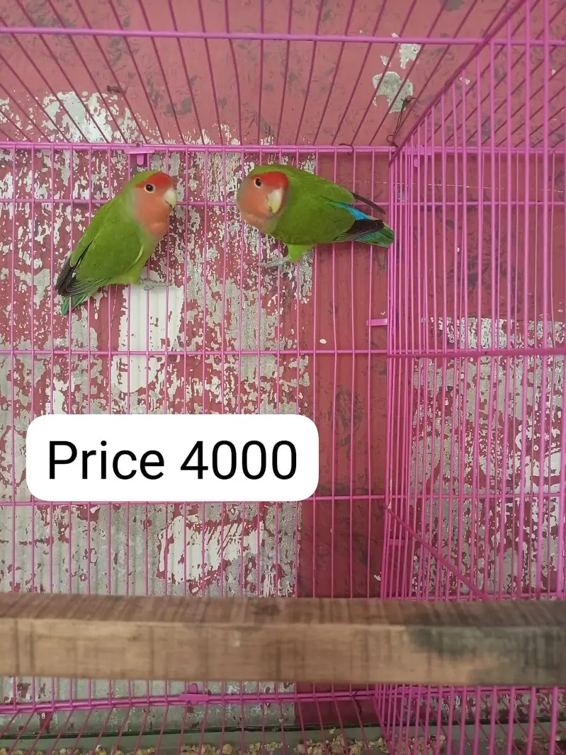 Love birds for sale