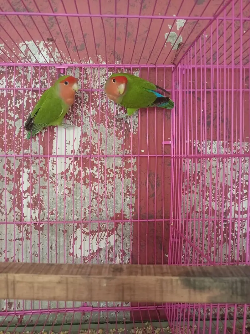Love birds for sale — photo 2