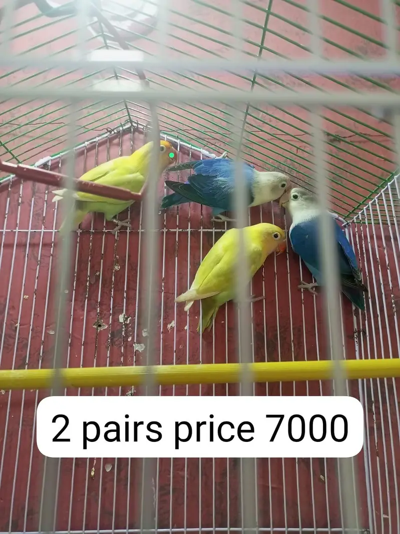 Love birds for sale — photo 3
