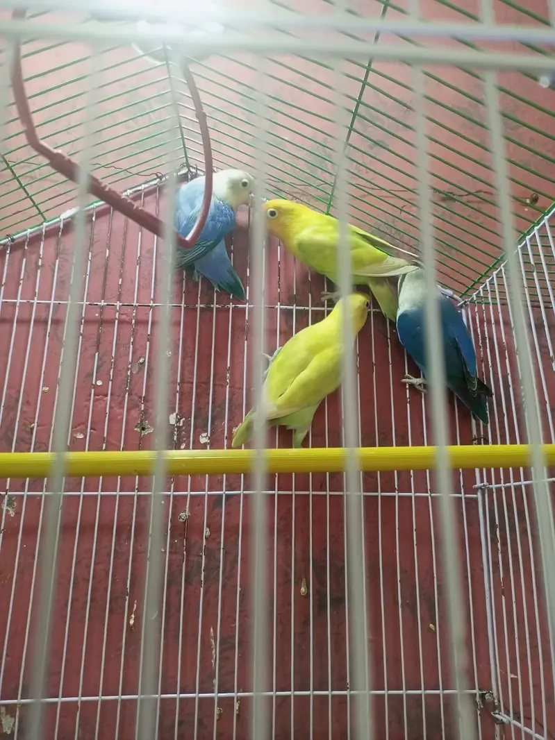 Love birds for sale — photo 4